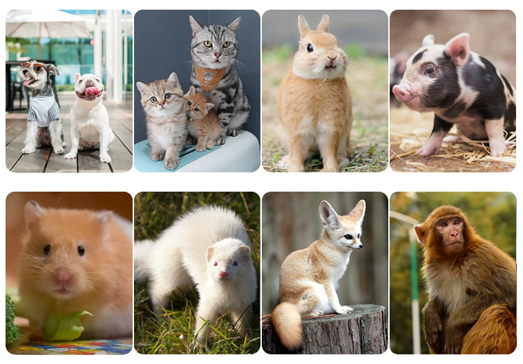 獸用寵物B超機彩超機系統KR-E80