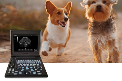 獸用b超機是干嘛的？