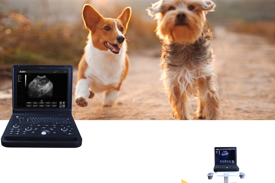 寵物b超機在犬妊娠診斷的應用